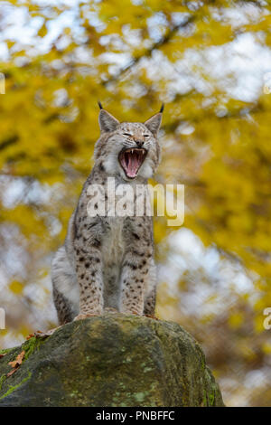 Eurasischen Luchs Lynx lynx, im Herbst, Deutschland, Europa Stockfoto