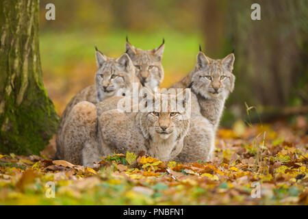 Eurasischen Luchs Lynx lynx, Weibchen mit drei Kätzchen, Deutschland, Europa Stockfoto