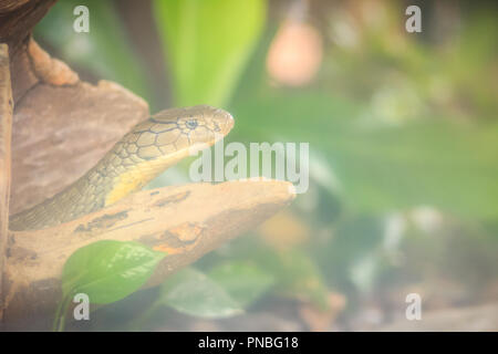 Die königskobra (ophiophagus Hannah), auch als hamadryad genannt, ist eine Pflanzenart aus der Gattung der giftige Schlange in der Familie Elapidae. Die größte Giftschlange specie Stockfoto