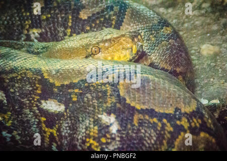 Der Netzpython (Python reticulatus) ist eine Art der Gattung python in Südostasien gefunden. Sie sind nonvenomous Riesenschlangen und normalerweise nicht Exklu Stockfoto