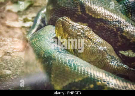 Der Netzpython (Python reticulatus) ist eine Art der Gattung python in Südostasien gefunden. Sie sind nonvenomous Riesenschlangen und normalerweise nicht Exklu Stockfoto