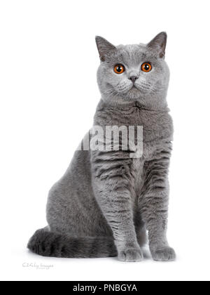Süße junge Erwachsene blau Britisch Kurzhaar Katze Kätzchen sitzend, in Objektiv mit orangefarbenen Augen suchen, auf weißem Hintergrund Stockfoto