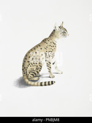 Big Cat Abbildung Stockfoto