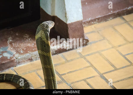 Die königskobra (ophiophagus Hannah), auch als hamadryad genannt, ist eine Pflanzenart aus der Gattung der giftige Schlange in der Familie Elapidae. Die größte Giftschlange specie Stockfoto