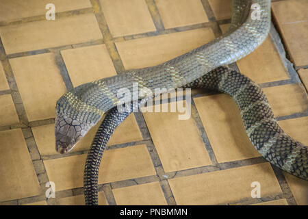 Die königskobra (ophiophagus Hannah), auch als hamadryad genannt, ist eine Pflanzenart aus der Gattung der giftige Schlange in der Familie Elapidae. Die größte Giftschlange specie Stockfoto