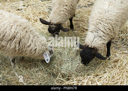 Großbritannien Landwirtschaft, Schaf grasend, Landwirtschaft Schafe aus dem Vereinigten Königreich. Stockfoto