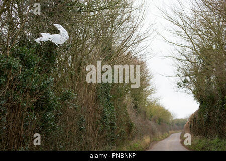 Ein weißes Blatt aus dünnem Kunststoff, der in den Bäumen auf einem Feldweg in North Dorset England UK GB verfangen hat. Stockfoto