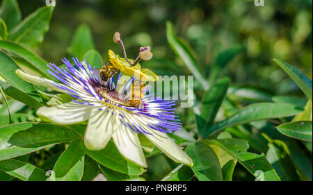 Blüten der hartblauen Passionsblume, Passiflora caerulea Blume,. Bienen, die auf einer Blume der passiflora bestäuben. Blumenbiene im Garten Stockfoto