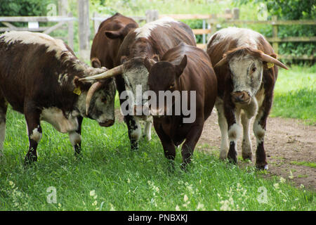 Eine Gruppe von englischen Longhorn, Bos primigenius, Beweidung und Ominösen schauen, während ihre Porträts getroffen werden. Stockfoto