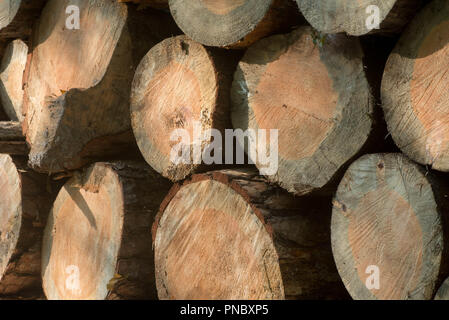 Stapel schneiden Kiefer im Wald Stockfoto