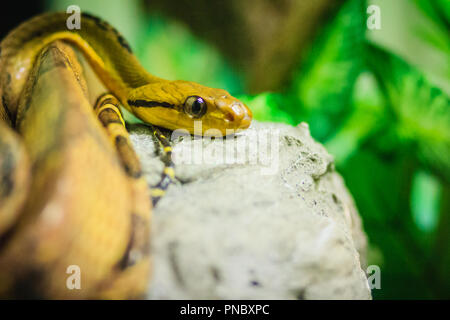 Hund - gezahnte cat-Eye (Boiga cynodon) in der Schlangenfarm. Boiga cynodon, der gemeinhin als der Hund bekannt - gezahnte Katze, Schlange, ist eine nachtaktive Arten von hinten - fang Stockfoto