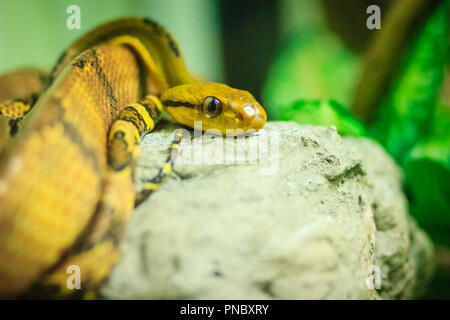 Hund - gezahnte cat-Eye (Boiga cynodon) in der Schlangenfarm. Boiga cynodon, der gemeinhin als der Hund bekannt - gezahnte Katze, Schlange, ist eine nachtaktive Arten von hinten - fang Stockfoto