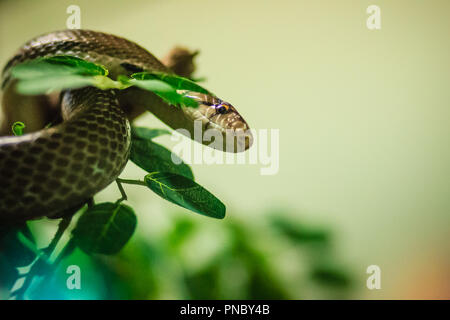 Die abgestrahlte ratsnake, copperhead Ratte Schlange, oder Kupferhammer trinket snake (Coelognathus radiata) ist eine Pflanzenart aus der nonvenomous colubrid Schlange. Stockfoto