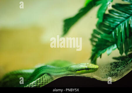 Red-tailed Racer snake (Gonyosoma oxycephalum). Es ist eine Schlange in einem grünen Körper und eine rot-orange Schwanz, auch bekannt als arboreal ratsnake und Stockfoto