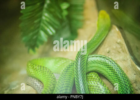 Red-tailed Racer snake (Gonyosoma oxycephalum). Es ist eine Schlange in einem grünen Körper und eine rot-orange Schwanz, auch bekannt als arboreal ratsnake und Stockfoto