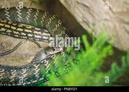 Gekielt Ratte (Ptyas Carinata) in der Schlangenfarm. Allgemein als die Gekielt Ratte Schlange bekannt, Ptyas carinata ist eine Pflanzenart aus der Gattung der colubrid Schlange. Stockfoto