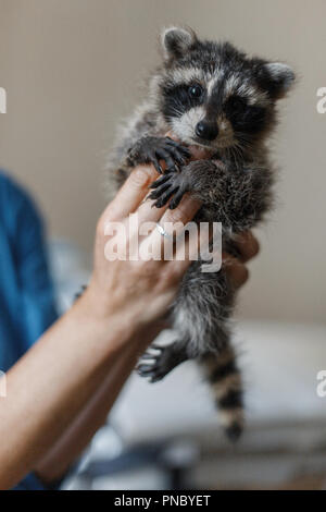 Junge schöne Waschbär close-up. Tierarzt frau Hände Stockfoto