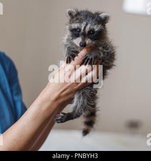 Berufsbildung Frau mit einem jungen Waschbären in den Händen Stockfoto