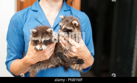 Zwei schöne junge waschbären in weibliche Hände. Frau Tierarzt hält zwei waschbären Stockfoto