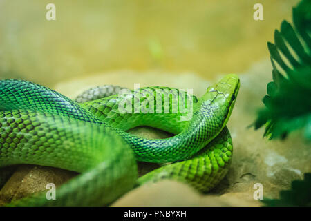 Red-tailed Racer snake (Gonyosoma oxycephalum). Es ist eine Schlange in einem grünen Körper und eine rot-orange Schwanz, auch bekannt als arboreal ratsnake und Stockfoto