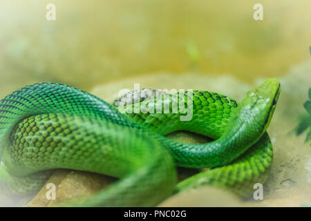 Red-tailed Racer snake (Gonyosoma oxycephalum). Es ist eine Schlange in einem grünen Körper und eine rot-orange Schwanz, auch bekannt als arboreal ratsnake und Stockfoto