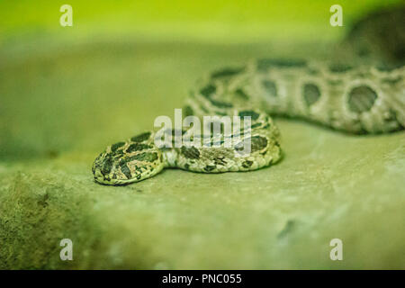 Die Siam russell Viper (daboia russelii Siamensis) in der Schlangenfarm. Daboia siamensis ist eine giftige Viper Arten, die endemisch ist, Teile der Southe Stockfoto