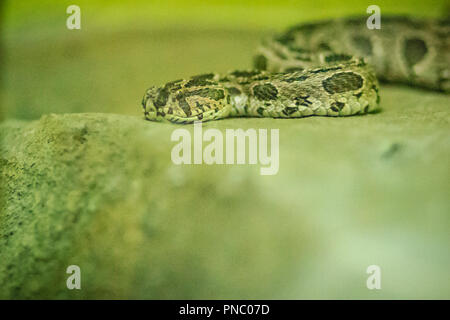 Die Siam russell Viper (daboia russelii Siamensis) in der Schlangenfarm. Daboia siamensis ist eine giftige Viper Arten, die endemisch ist, Teile der Southe Stockfoto