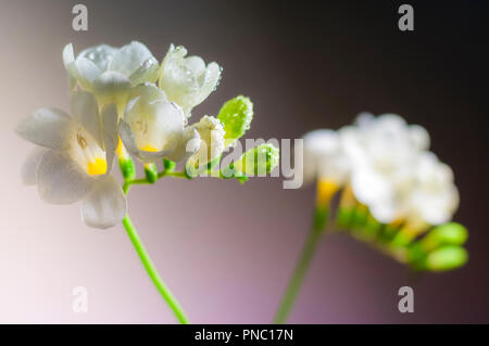 Weiß blühenden Freesie Blume mit Wassertropfen Nahaufnahme Stockfoto