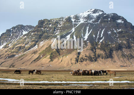 Herde von shaggy - behaarte typisch isländischen Ponys grasen in typisch isländische Landschaft im Süden Islands Stockfoto