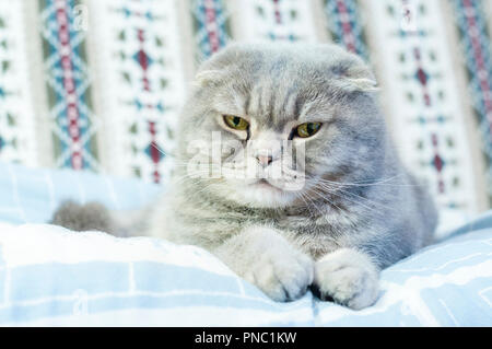 Scottish Fold Katzen sind winterhart und ihre Disposition entspricht Ihren süßen Ausdruck. Sie lieben die menschliche Gesellschaft und dies in ihren eigenen ruhigen Anzeige Stockfoto