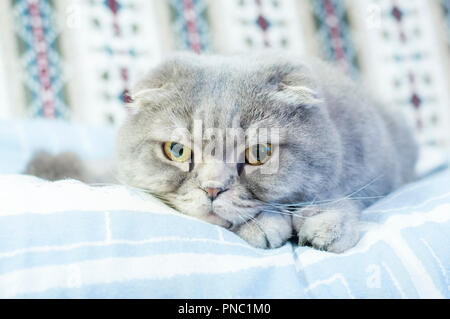 Scottish Fold Katzen sind winterhart und ihre Disposition entspricht Ihren süßen Ausdruck. Sie lieben die menschliche Gesellschaft und dies in ihren eigenen ruhigen Anzeige Stockfoto