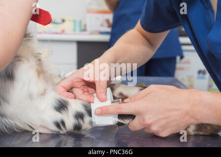 Veterinär Orte sterilen Verband im dog Paw Stockfoto