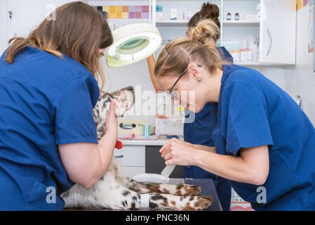 Tierärztliche Team legt sterilen Verband im dog Paw Stockfoto