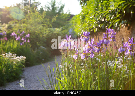 Iris pumila 'Tropic Night' in einem Garten Grenze Stockfoto