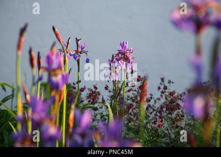 Iris Sibirica "Tropic Night" Stockfoto