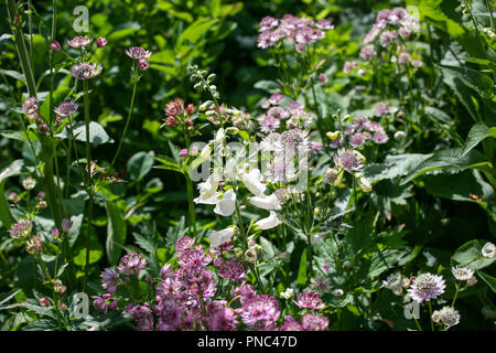 Einzelne weiße Fingerhut (Digitalis purpurea 'Alba' unter Rosa Astrantias, krautige Bepflanzung Stockfoto