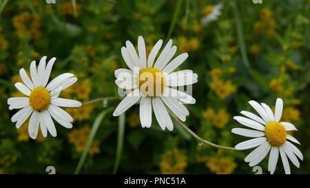 Gänseblümchen hochdrücken Stockfoto