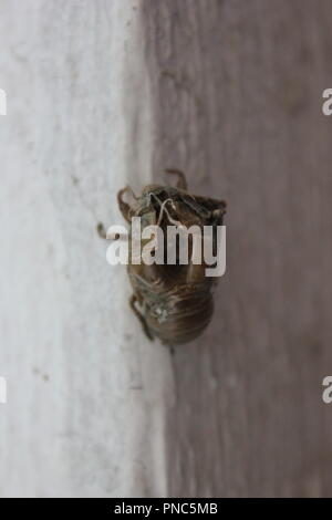 Leere Cicada-Schale, Exoskelett, an einer Wand hängend. Stockfoto