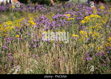 Schönes Feld blühender Wildblumen im Spätsommer und Frühherbst. Stockfoto