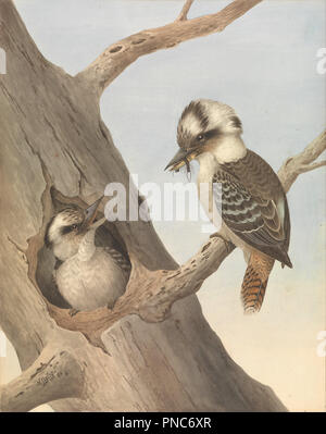 Laughing Kookaburra, Dacelo novaeguineae. Datum/Zeitraum: 1892 - 1893. Bild. Aquarell auf Papier Aquarell auf Papier. Autor: Neville HP CAYLEY. Stockfoto