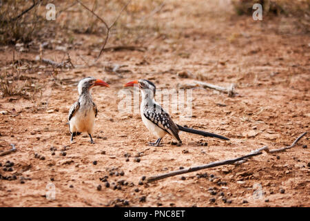 Nashornvogel Vögel auf dem Sand auf dem Boden, Botswana, Afrika. Stockfoto