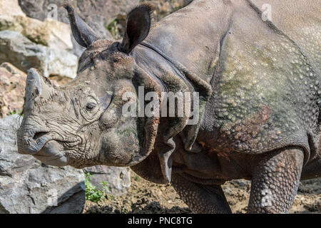 Indische Nashorn (Rhinoceros unicornis) Close-up von Kopf mit Horn und typische Warze-wie Beulen und Hautfalten Stockfoto