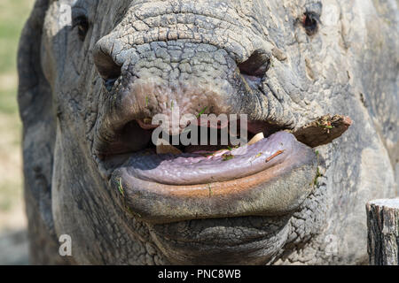 Indische Nashorn (Rhinoceros unicornis) in der Nähe von Mauls, scharfen unteren Schneidezähne für das Kämpfen verwendet Stockfoto