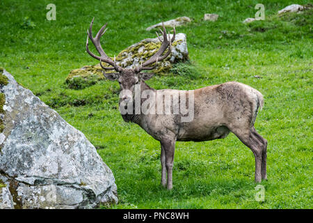 Red deer Stag/male (Cervus elaphus) in alpine Wiese am Hang in den Bergen der Alpen/Pyrenäen Stockfoto