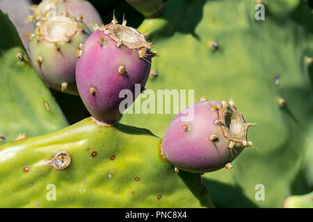 Indische bild Opuntia / Barbary Abb. (Opuntia ficus-indica) Feigenkakteen, Obst entlang der französischen Mittelmeerküste, Frankreich Stockfoto