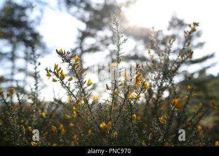 Gelbe Blüte Stechginster (Ulex) am Rande der Heide und Wald, winter Stockfoto