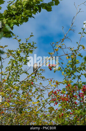 Spotted Flycatchers (Muscicapa Striata) in Hawthorn tree Bodenham See Herefordshire UK. September 2018. Stockfoto
