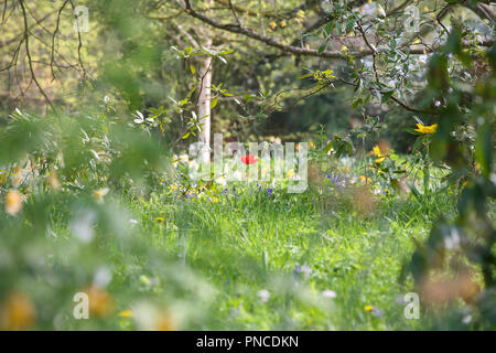 Einzelne leuchtende rote Tulpe in einer Frühlingswiese Stockfoto