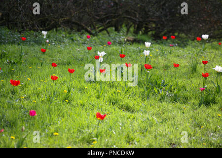 Leuchtend rote Tulpen (Tulipa spp.) in einer grünen Wiese, Frühling Stockfoto