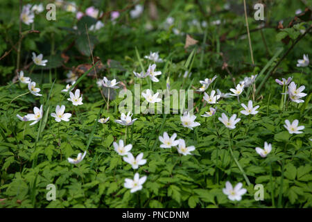 Anemone officinalis / Buschwindröschen, Waldgebiet Stockfoto